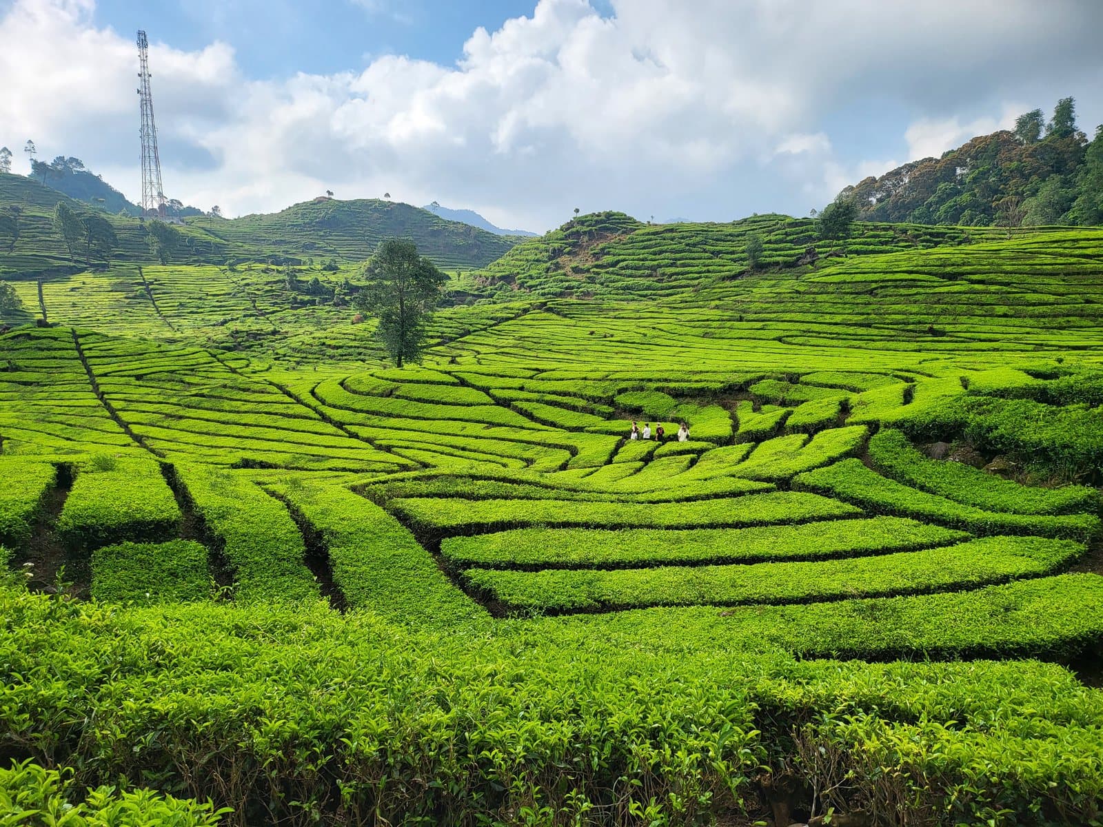 Terraced tea gardens under open sky